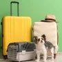 Pet Travel Essentials For Long Flights Every Owner Needs