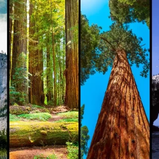8 Best National Parks In California To Explore This Year